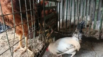 80 جنيها للوراك.. تحديث أسعار الدواجن في أسواق مطروح ليوم الإثنين